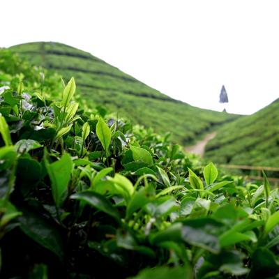 darjeeling3